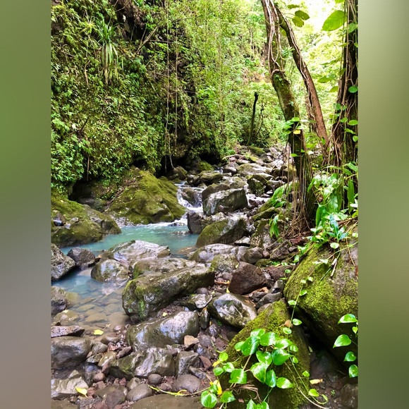 Meet your Posher, Pineapple Betsy - Picture 7 of 12